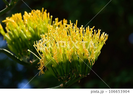 50年ぶりに開花したリュウゼツラン 50年ぶりに開花したリュウゼツラン 106653904