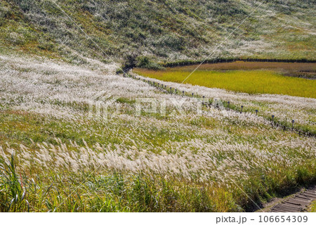 ススキの名所「曽爾高原・奈良県」 106654309