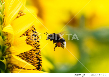 蜂と向日葵 106654659