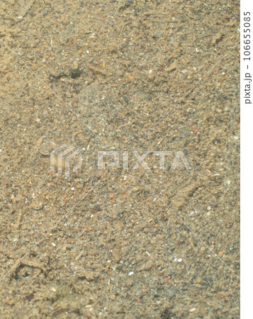 砂に隠れるカレイかヒラメ 砂に隠れるカレイかヒラメ 106655085