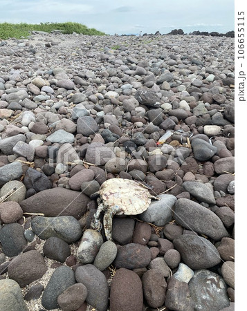 漂着した海亀の死体 漂着した海亀の死体 106655115