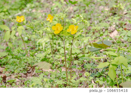 ヤマブキソウ 106655418