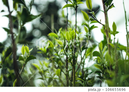 natural green tea leaves,green tea leaves on plant natural green tea leaves,green tea leaves on plant 106655696