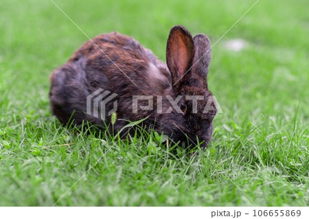Black rabbit on green grass eat grass. Rabbit with big ears walking in the garden on the lawn. There is a free space for texter in the photo. Black rabbit on green grass eat grass. Rabbit with big ears walking in the garden on the lawn. There is a free space for texter in the photo. 106655869