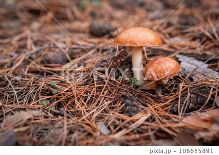 Beautiful mushroom in the forest. Edible or non-edible mushroom in the autumn forest. Mushroom picking in the forest 106655891