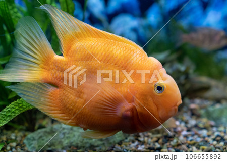 Orange parrot fish in the aquarium. Red Parrot Cichlid. Aquarium fish 106655892