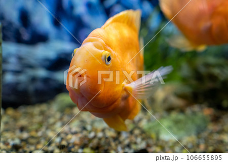 Orange parrot fish in the aquarium. Red Parrot Cichlid. Aquarium fish Orange parrot fish in the aquarium. Red Parrot Cichlid. Aquarium fish 106655895
