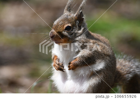 ニホンリス91 ニホンリス91 106655926