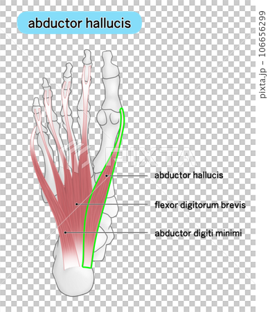 足裏の骨と筋肉のシンプルなイラスト（adbuctor hallucis） 106656299