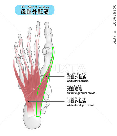 足裏の骨と筋肉のシンプルなイラスト(母趾外転筋) 足裏の骨と筋肉のシンプルなイラスト(母趾外転筋) 106656300
