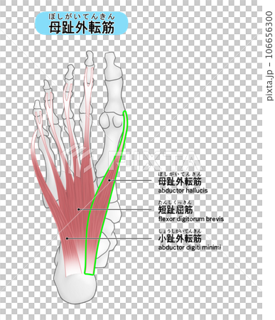 足裏の骨と筋肉のシンプルなイラスト(母趾外転筋) 足裏の骨と筋肉のシンプルなイラスト(母趾外転筋) 106656300
