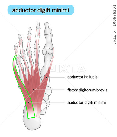足裏の骨と筋肉のシンプルなイラスト(adbuctor digiti minimi) 足裏の骨と筋肉のシンプルなイラスト(adbuctor digiti minimi) 106656301
