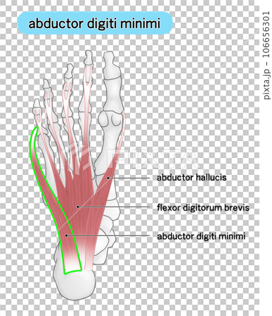 足裏の骨と筋肉のシンプルなイラスト(adbuctor digiti minimi) 足裏の骨と筋肉のシンプルなイラスト(adbuctor digiti minimi) 106656301
