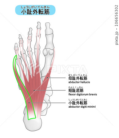 足裏の骨と筋肉のシンプルなイラスト(小趾外転筋) 足裏の骨と筋肉のシンプルなイラスト(小趾外転筋) 106656302