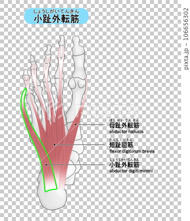 足裏の骨と筋肉のシンプルなイラスト(小趾外転筋) 足裏の骨と筋肉のシンプルなイラスト(小趾外転筋) 106656302
