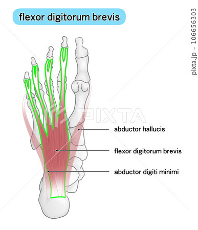 足裏の骨と筋肉のシンプルなイラスト（flexor digitorum brevis） 106656303