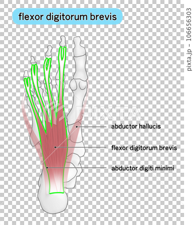 足裏の骨と筋肉のシンプルなイラスト（flexor digitorum brevis） 106656303