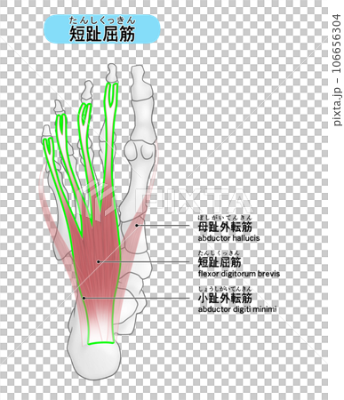 足裏の骨と筋肉のシンプルなイラスト（短趾屈筋） 106656304