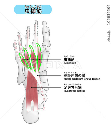 足裏の骨と筋肉のシンプルなイラスト（虫様筋） 106656306
