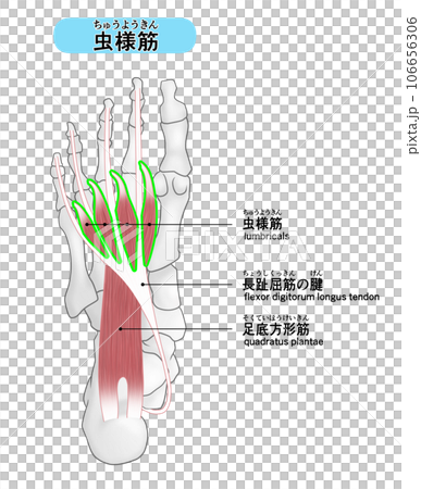 足裏の骨と筋肉のシンプルなイラスト（虫様筋） 106656306