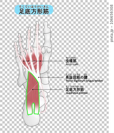 足裏の骨と筋肉のシンプルなイラスト(足底方形筋) 足裏の骨と筋肉のシンプルなイラスト(足底方形筋) 106656308