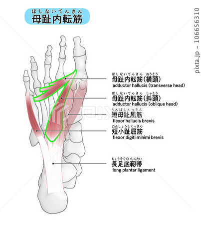 足裏の骨と筋肉のシンプルなイラスト(母趾内転筋) 足裏の骨と筋肉のシンプルなイラスト(母趾内転筋) 106656310