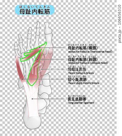 足裏の骨と筋肉のシンプルなイラスト(母趾内転筋) 足裏の骨と筋肉のシンプルなイラスト(母趾内転筋) 106656310