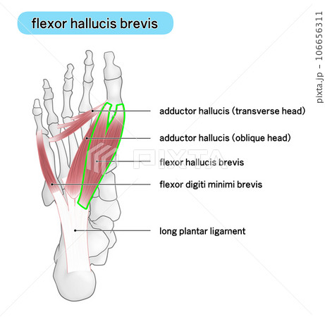 足裏の骨と筋肉のシンプルなイラスト(flexor hallucis brevis) 足裏の骨と筋肉のシンプルなイラスト(flexor hallucis brevis) 106656311