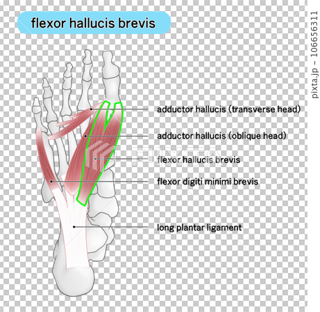 足裏の骨と筋肉のシンプルなイラスト(flexor hallucis brevis) 足裏の骨と筋肉のシンプルなイラスト(flexor hallucis brevis) 106656311
