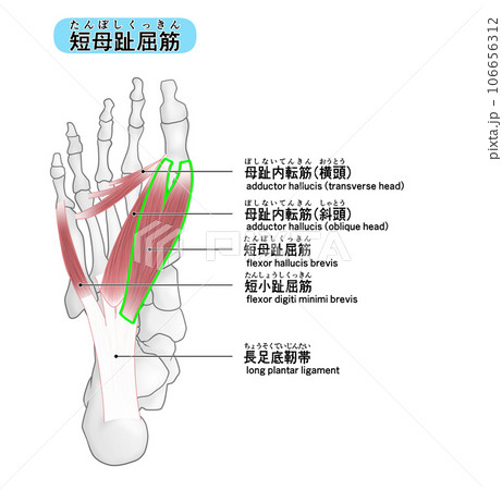 足裏の骨と筋肉のシンプルなイラスト（短母趾屈筋） 106656312