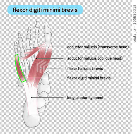 足裏の骨と筋肉のシンプルなイラスト（flexor digiti minimi brevis） 106656313