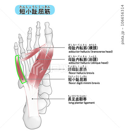 足裏の骨と筋肉のシンプルなイラスト(短小趾屈筋) 足裏の骨と筋肉のシンプルなイラスト(短小趾屈筋) 106656314