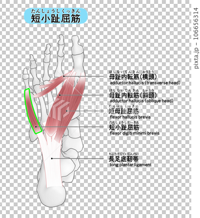 足裏の骨と筋肉のシンプルなイラスト(短小趾屈筋) 足裏の骨と筋肉のシンプルなイラスト(短小趾屈筋) 106656314