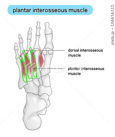 足裏の骨と筋肉のシンプルなイラスト(plantar interosseous) 足裏の骨と筋肉のシンプルなイラスト(plantar interosseous) 106656315