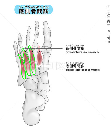 足裏の骨と筋肉のシンプルなイラスト（底足骨間筋） 106656316