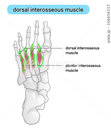 足裏の骨と筋肉のシンプルなイラスト（dorsal interosseous） 106656317
