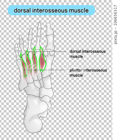足裏の骨と筋肉のシンプルなイラスト（dorsal interosseous） 106656317