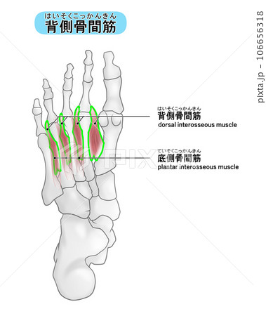 足裏の骨と筋肉のシンプルなイラスト(背側骨間筋) 足裏の骨と筋肉のシンプルなイラスト(背側骨間筋) 106656318