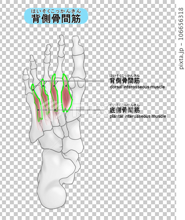 足裏の骨と筋肉のシンプルなイラスト(背側骨間筋) 足裏の骨と筋肉のシンプルなイラスト(背側骨間筋) 106656318