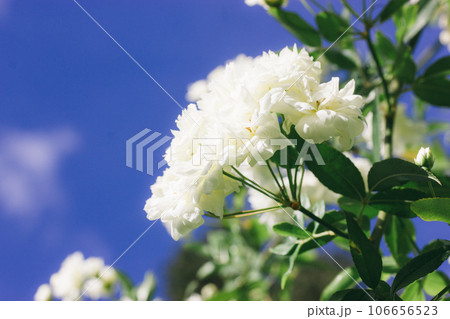 Dreamy mood photo of small white roses on blossoming bush in a garden, rosarium. Petals against clear blue sky in good weather day. Floral postcard for greetings. Inflorescences with delicate petals. 106656523