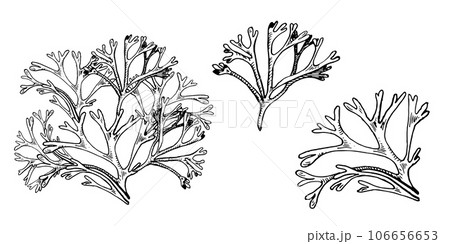 Set of sea plants ink hand drawn illustration isolated on white background. Codium, helpful seaweed black white line vector. Design element for package, label, trade, wrapping, marine collection 106656653