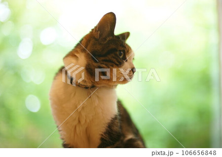 庭の木々を背景にくつろぐキジ猫 106656848