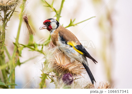 European goldfinch, feeding on the seeds of thistles. Carduelis carduelis. 106657341