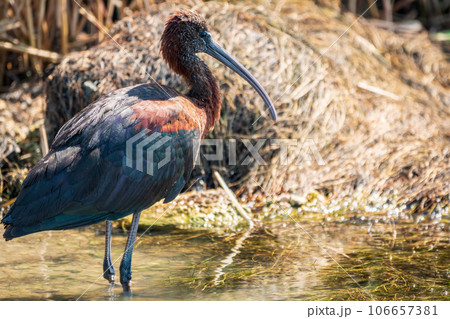 The glossy ibis, latin name Plegadis falcinellus, searching for food in the shallow lagoon. 106657381
