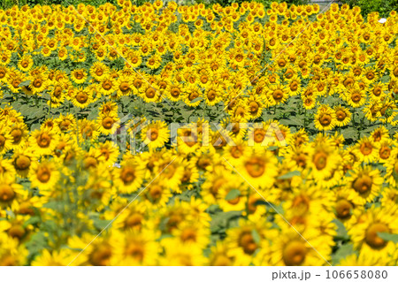 《東京都》満開のひまわり畑・清瀬ひまわりフェスティバル 《東京都》満開のひまわり畑・清瀬ひまわりフェスティバル 106658080