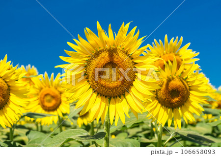 《東京都》満開のひまわり畑・清瀬ひまわりフェスティバル 106658093