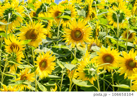 《東京都》満開のひまわり畑・清瀬ひまわりフェスティバル 106658104