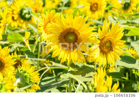 《東京都》満開のひまわり畑・清瀬ひまわりフェスティバル 106658106