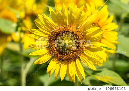 《東京都》満開のひまわり畑・清瀬ひまわりフェスティバル 106658108