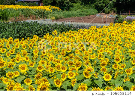 《東京都》満開のひまわり畑・清瀬ひまわりフェスティバル 106658114